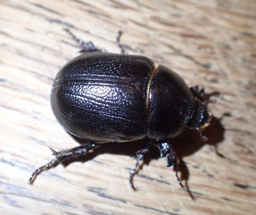 Réf. 176 729 : Pentodon bidens punctatum