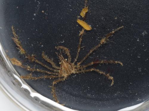 Réf. 176 852 : Macropodia rostrata