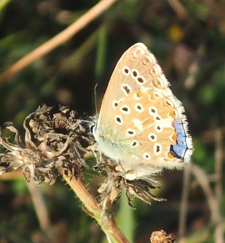 Réf. 176 748 : Polyommatus bellargus