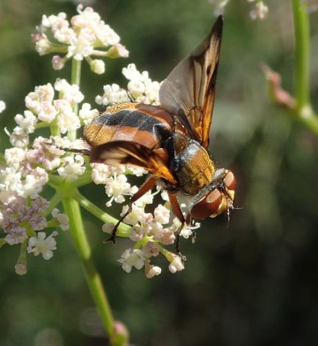 Ectophasia crassipennis