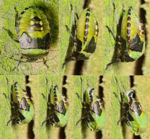 Nezara viridula