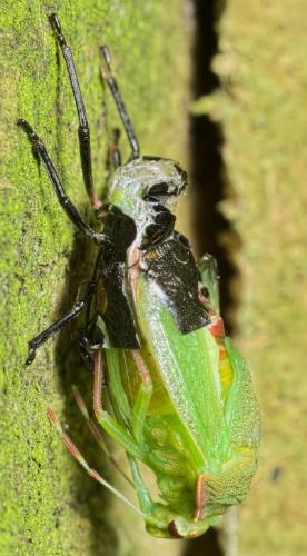 Nezara viridula