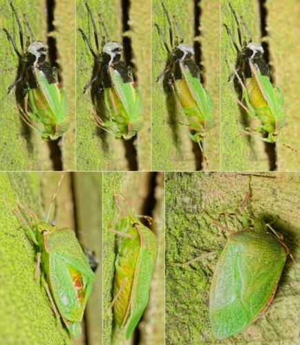 Nezara viridula