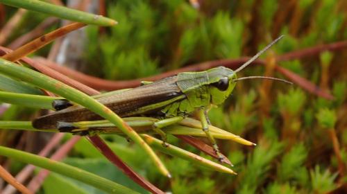 Stethophyma grossum