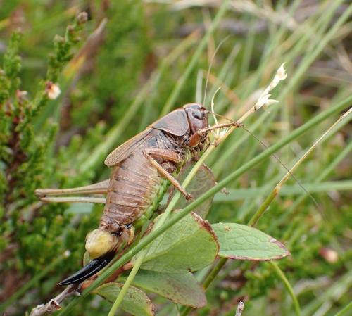 Metrioptera saussuriana