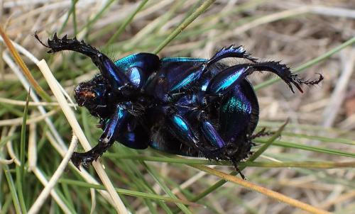 Geotrupes stercorarius