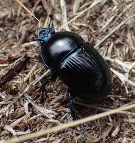 Geotrupes stercorarius