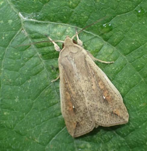 Mythimna unipuncta