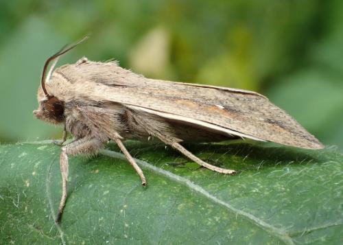Mythimna unipuncta