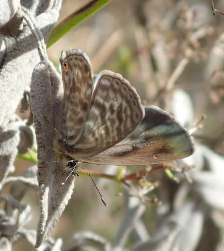 Réf. 176 627 : Leptotes pirithous