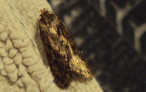 Hofmannophila pseudospretella