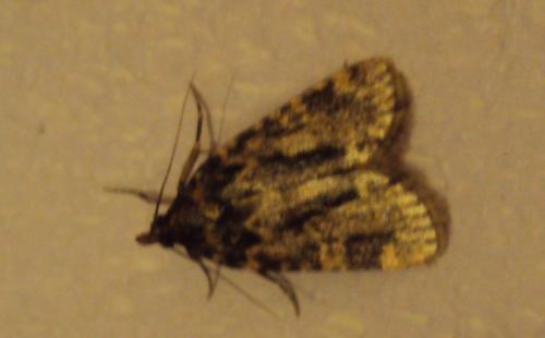 Réf. 176 327 : Aglossa caprealis
