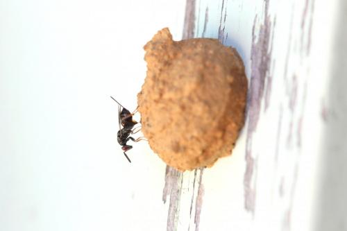 Réf. 176 978 : Monodontomerus sp.