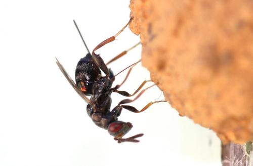Monodontomerus sp.