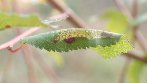 Phyllonorycter sp.