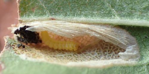 Réf. 176 973 : Phyllonorycter sp.