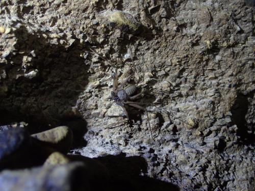Charinus sp.