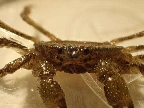 Odiomaris pilosus