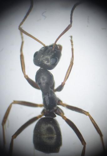 Réf. 176 022 : Formica fusca