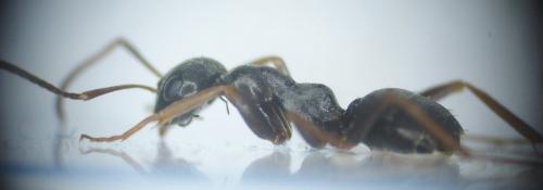 Réf. 176 021 : Formica fusca