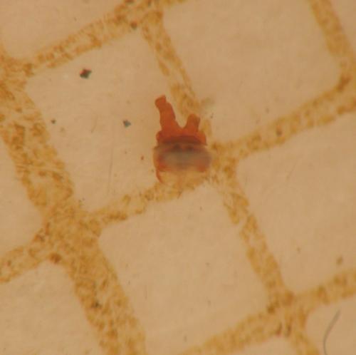 Heliophanus sp.