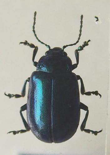 Oreina speciosissima