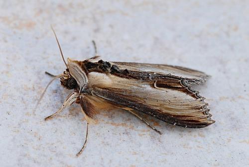 Réf. 176 685 : Cucullia verbasci