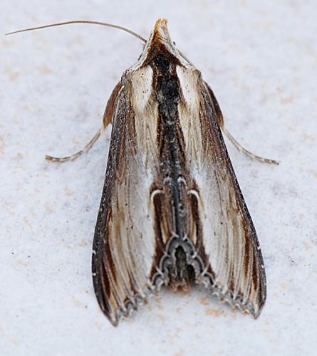 Réf. 176 686 : Cucullia verbasci