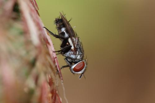 Réf. 176 058 : Sphenometopa sp.