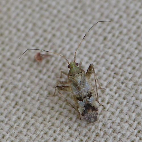 Phytocoris sp.