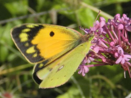 Colias croceus