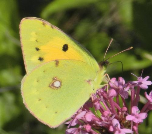 Colias croceus