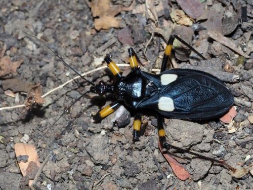 Platymeris biguttatus