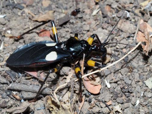 Platymeris biguttatus