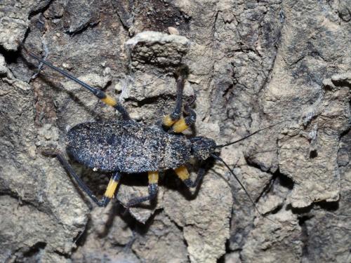 Platymeris biguttatus