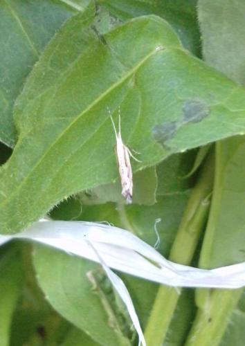 Réf. 176 201 : Plutella porrectella