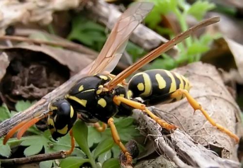 Polistes dominula