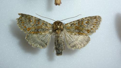 Réf. 176 670 : Polymixis flavicincta