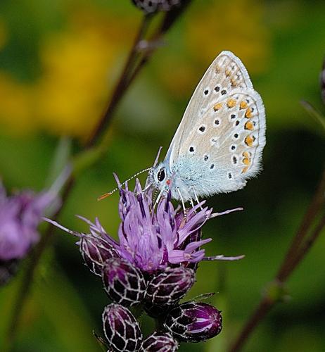 Polyommatus icarus