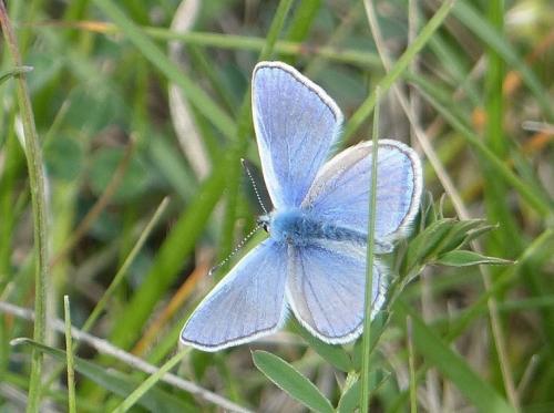 Réf. 176 722 : Polyommatus thersites