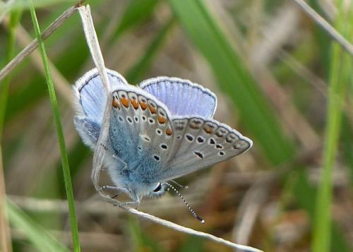 Réf. 176 723 : Polyommatus thersites
