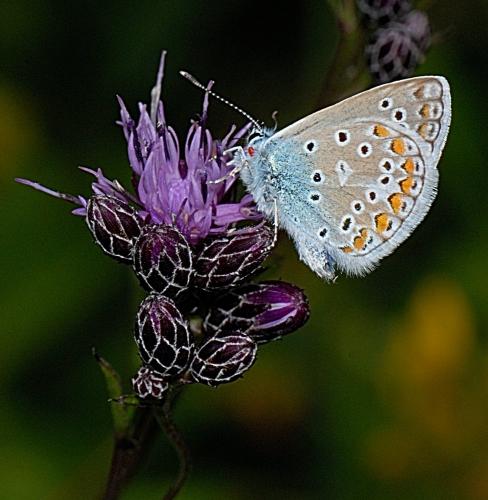 Polyommatus icarus