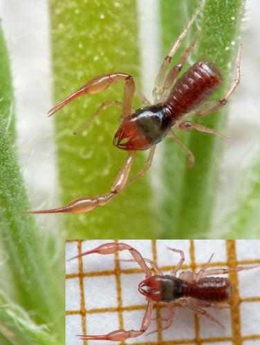 Chthonius ischnocheles