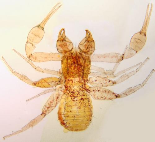 Chthonius ischnocheles