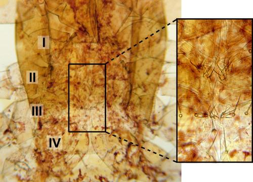 Chthonius ischnocheles