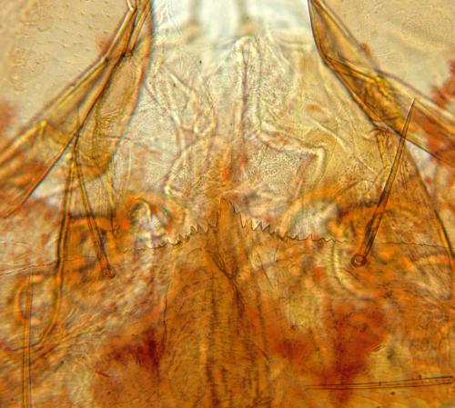 Chthonius ischnocheles