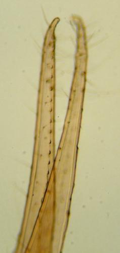 Chthonius ischnocheles