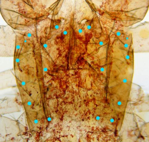 Chthonius ischnocheles