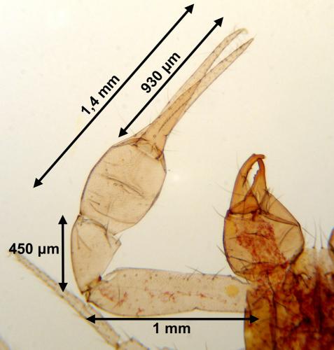 Chthonius ischnocheles
