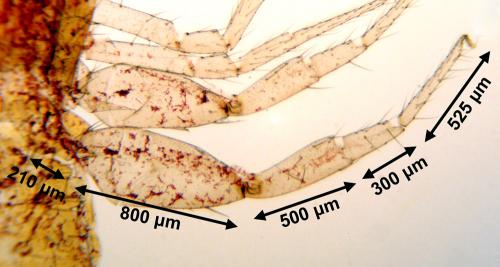 Chthonius ischnocheles